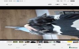 Lionhead rabbits for sale: Male lionhead - Image 4
