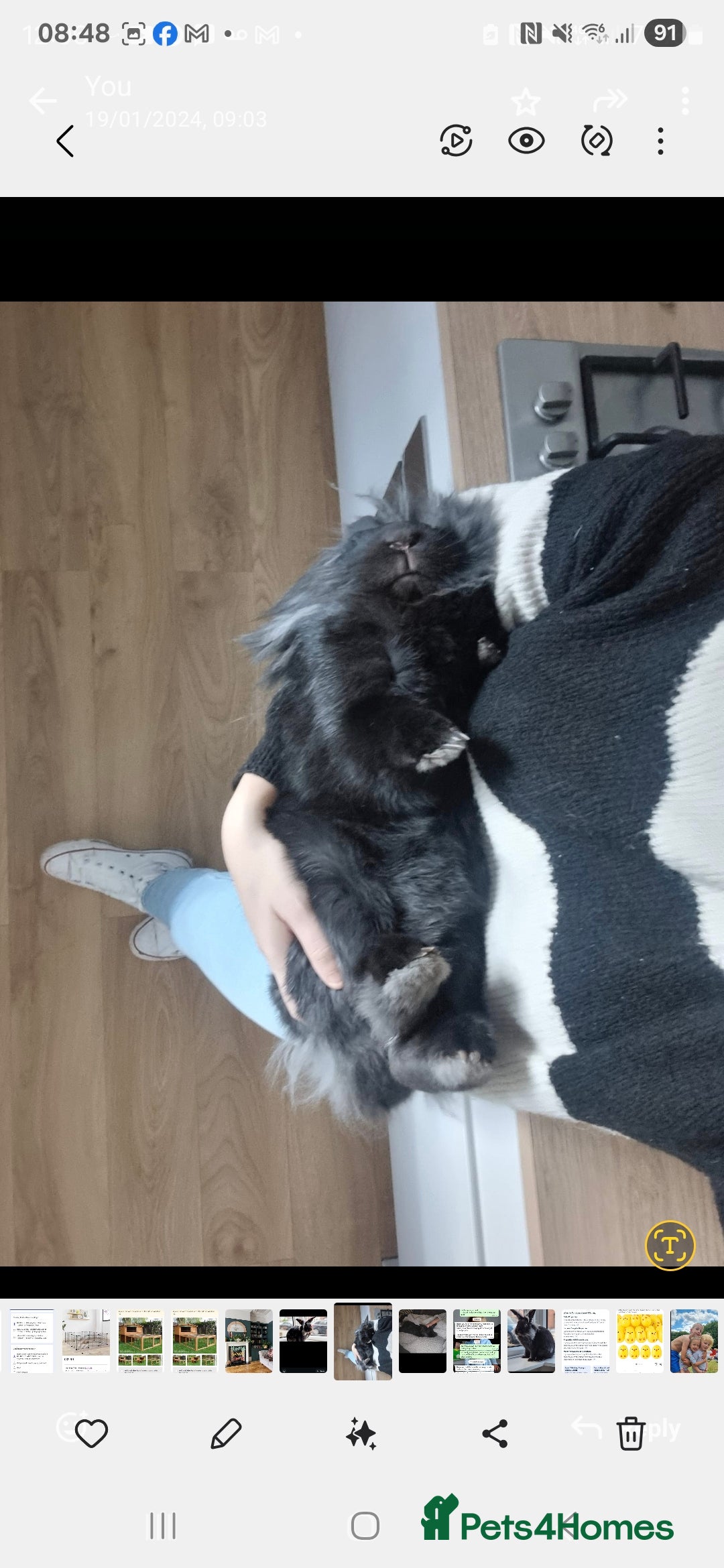 Lionhead rabbits for sale: Male lionhead - Image 4