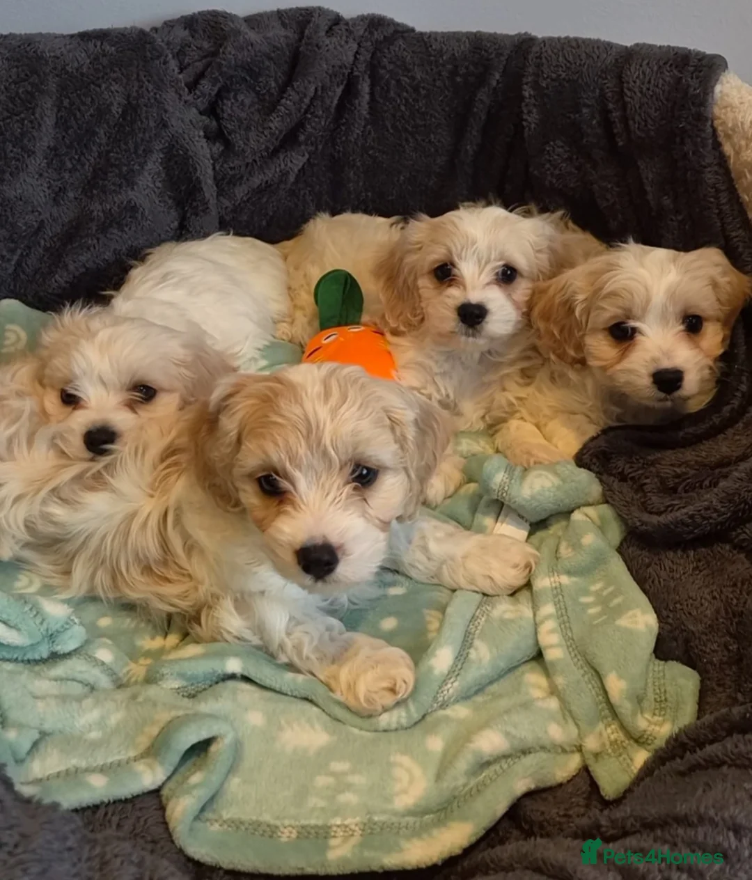 Cavachon dogs for sale: Gorgeous Cavachon puppies  - Advert 1