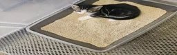 Mixed Breed cats for sale: Adorable kittens  - Advert 13