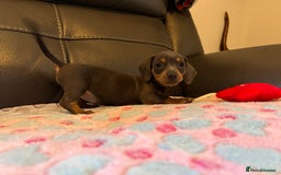 Miniature Dachshund dogs for sale: Adorable Blue and Tan puppies  - Image 10
