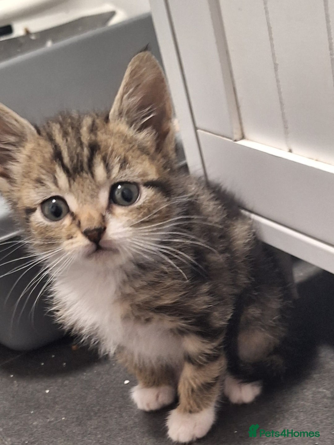 Mixed Breed cats for sale: 3 kittens available  - Image 1