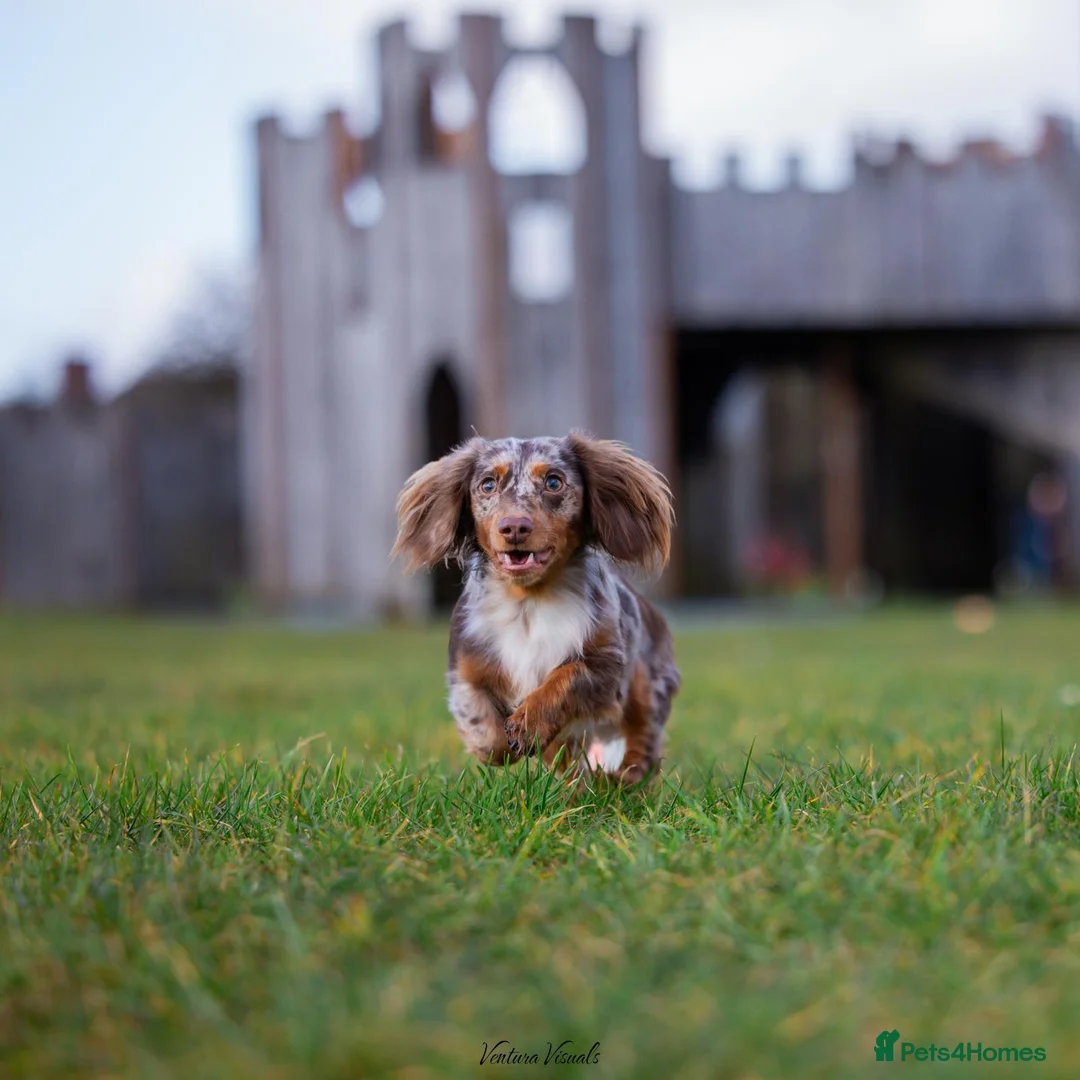 Dachshund dogs for stud: Dapple chocolate tan  in Bedford - Advert 14