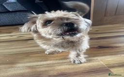 Shorkie dogs for sale: Teddy - Image 2