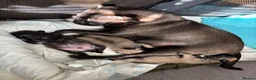 Pug dogs for sale: Purebred Pug Puppies  in Yeovil - Advert 14