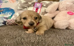 Miniature Dachshund dogs for sale: Kc pra clear mini long dachshund pups - Advert 3