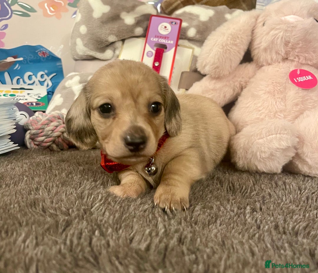 Miniature Dachshund dogs for sale: Kc pra clear mini long dachshund pups - Advert 3