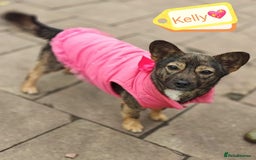 Mixed Breed dogs for adoption: 💖🐶 KELLY 🐶💖 - Image 3