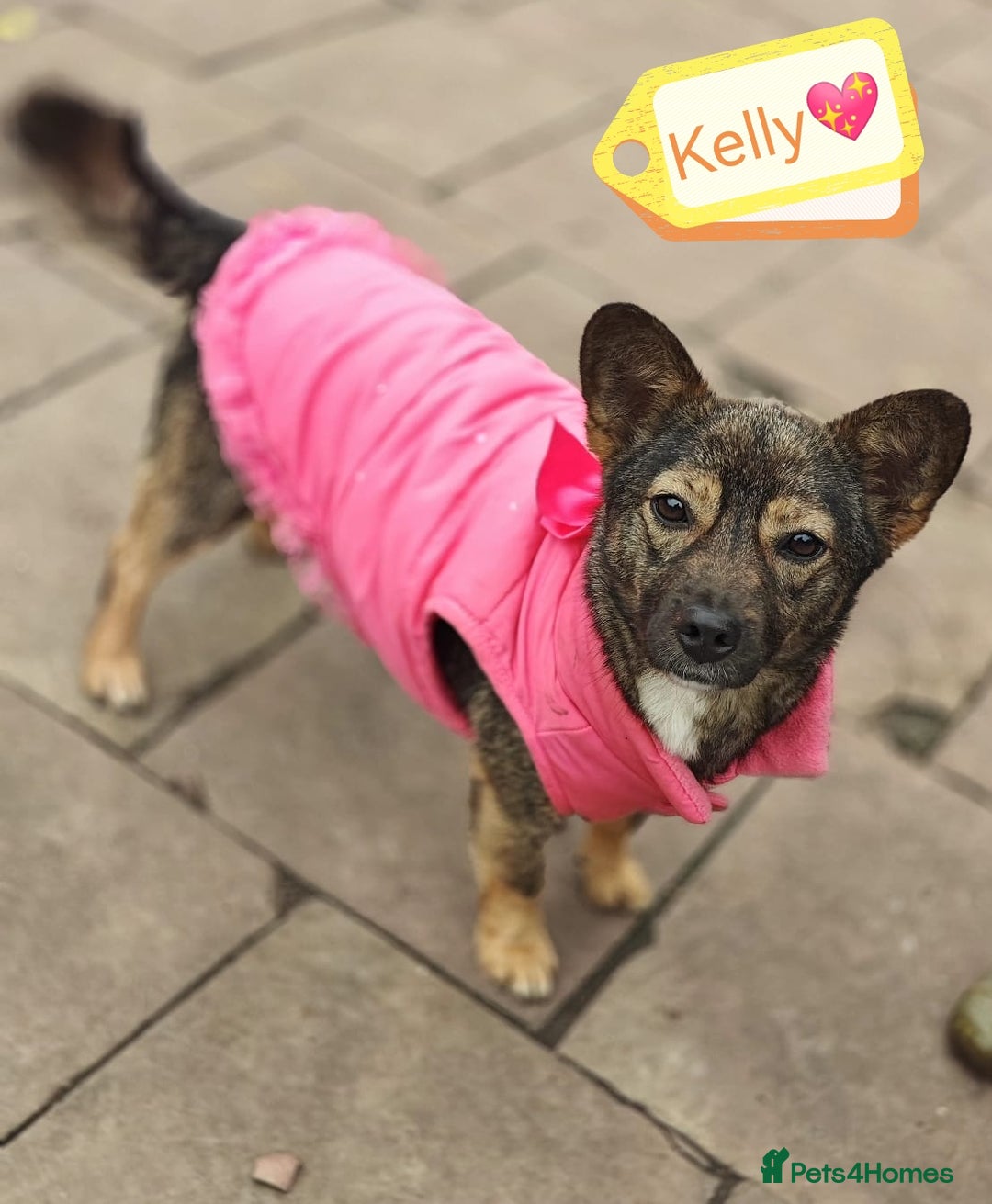 Mixed Breed dogs for adoption: 💖🐶 KELLY 🐶💖 - Image 3