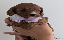 Cavapoo dogs for sale: Beautiful F1b male and female Cavapoo available  - Image 2