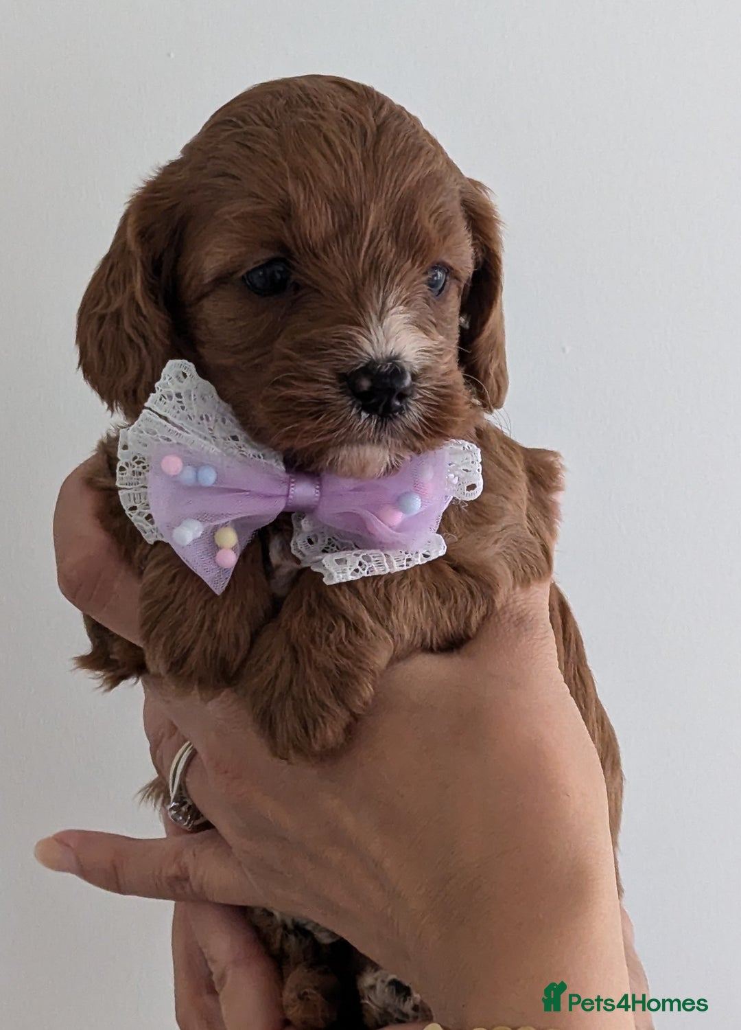 Cavapoo dogs for sale: Beautiful F1b male and female Cavapoo available  - Image 2