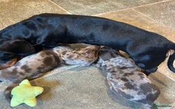 Miniature Dachshund dogs for sale: Stunning Miniature Smooth Dachshund - Image 17