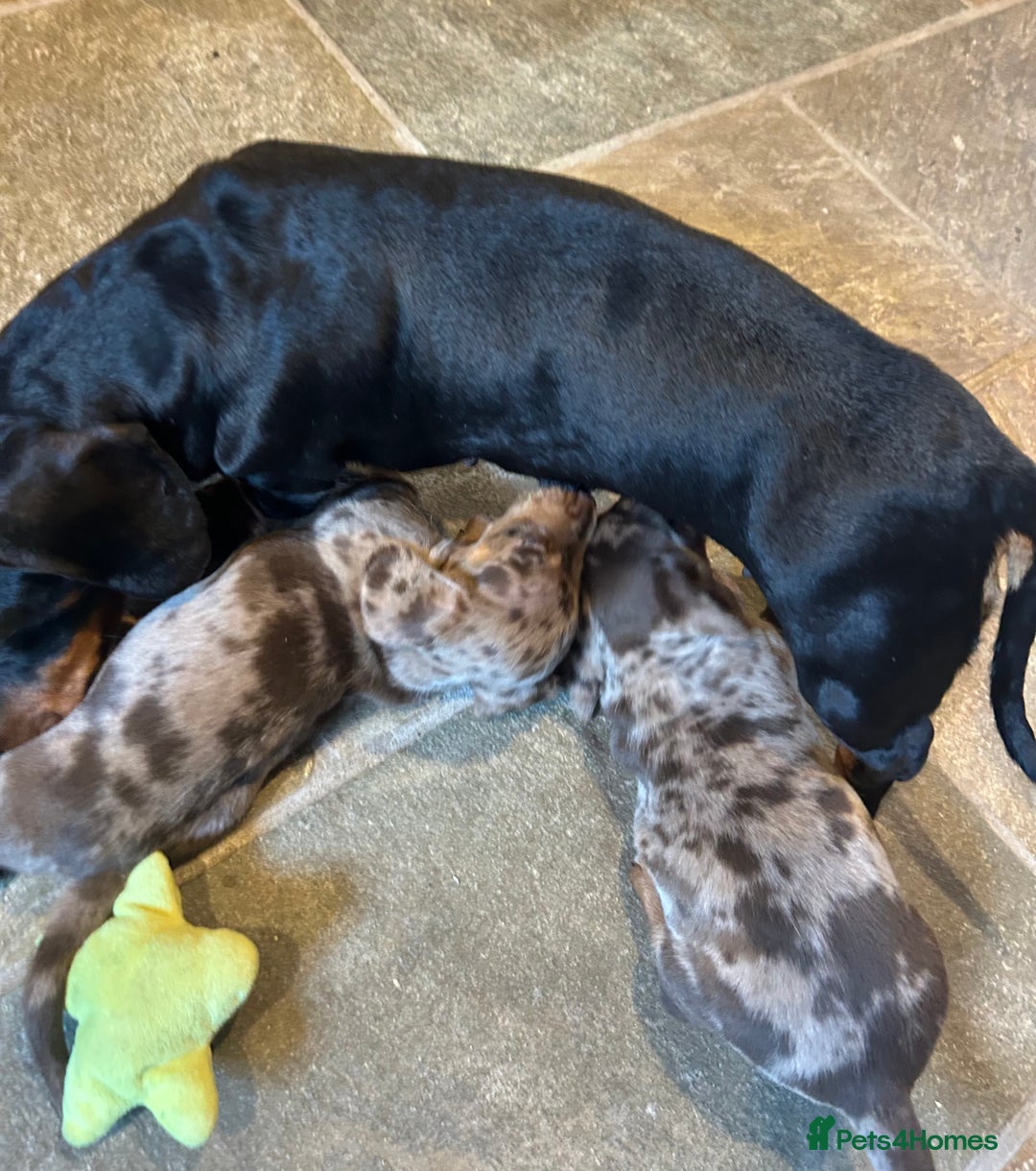 Miniature Dachshund dogs for sale: Stunning Miniature Smooth Dachshund - Image 17