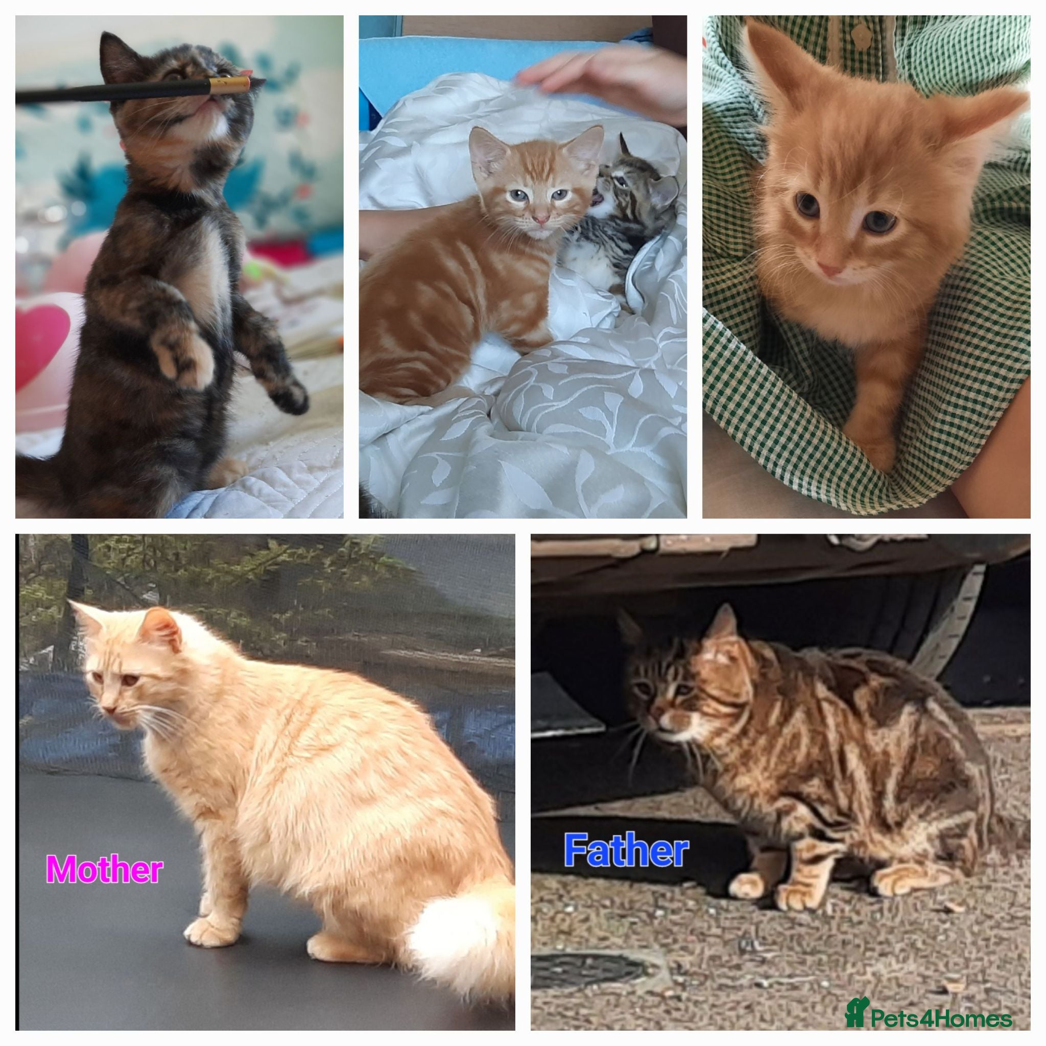 Mixed Breed cats Domestic playful kittens - Advert 13