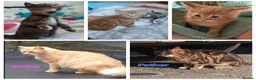Mixed Breed cats for sale: Domestic playful kittens - Advert 1