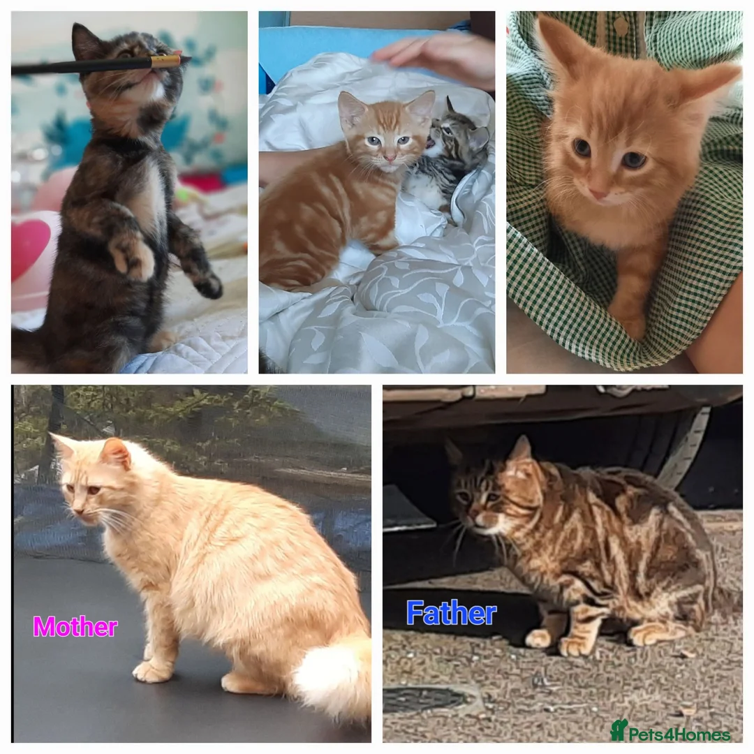 Mixed Breed cats for sale: Domestic playful kittens - Advert 1