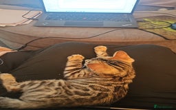 Bengal cats for sale: Bengal kitten  - Image 3