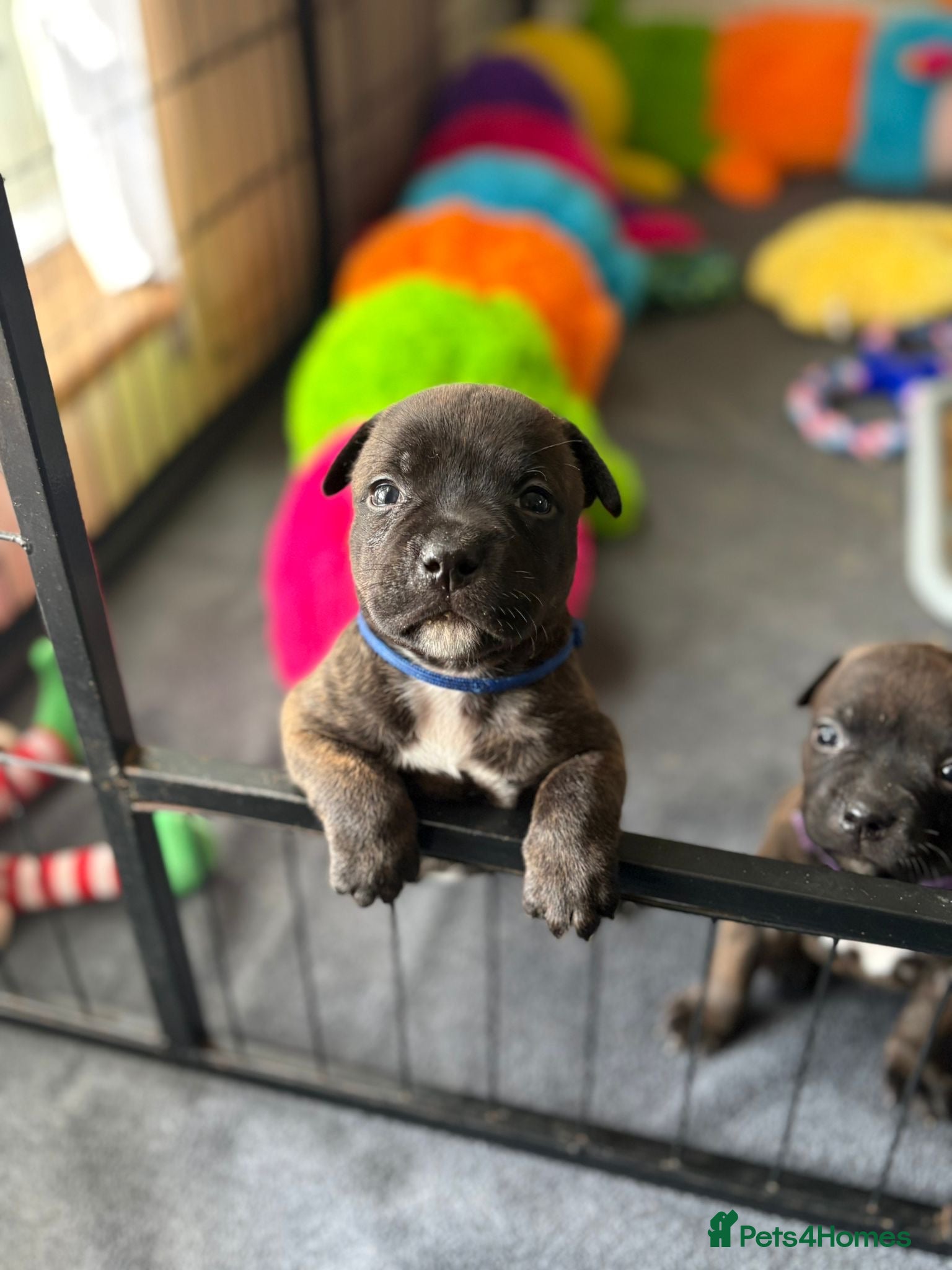 Staffordshire Bull Terrier dogs KC Brindle Staffordshire Bull Terriers - Advert 1