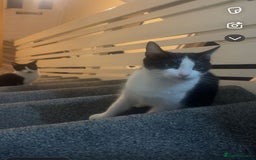 Mixed Breed cats for sale: 1x Black&white female, 1x full black male  - Image 8