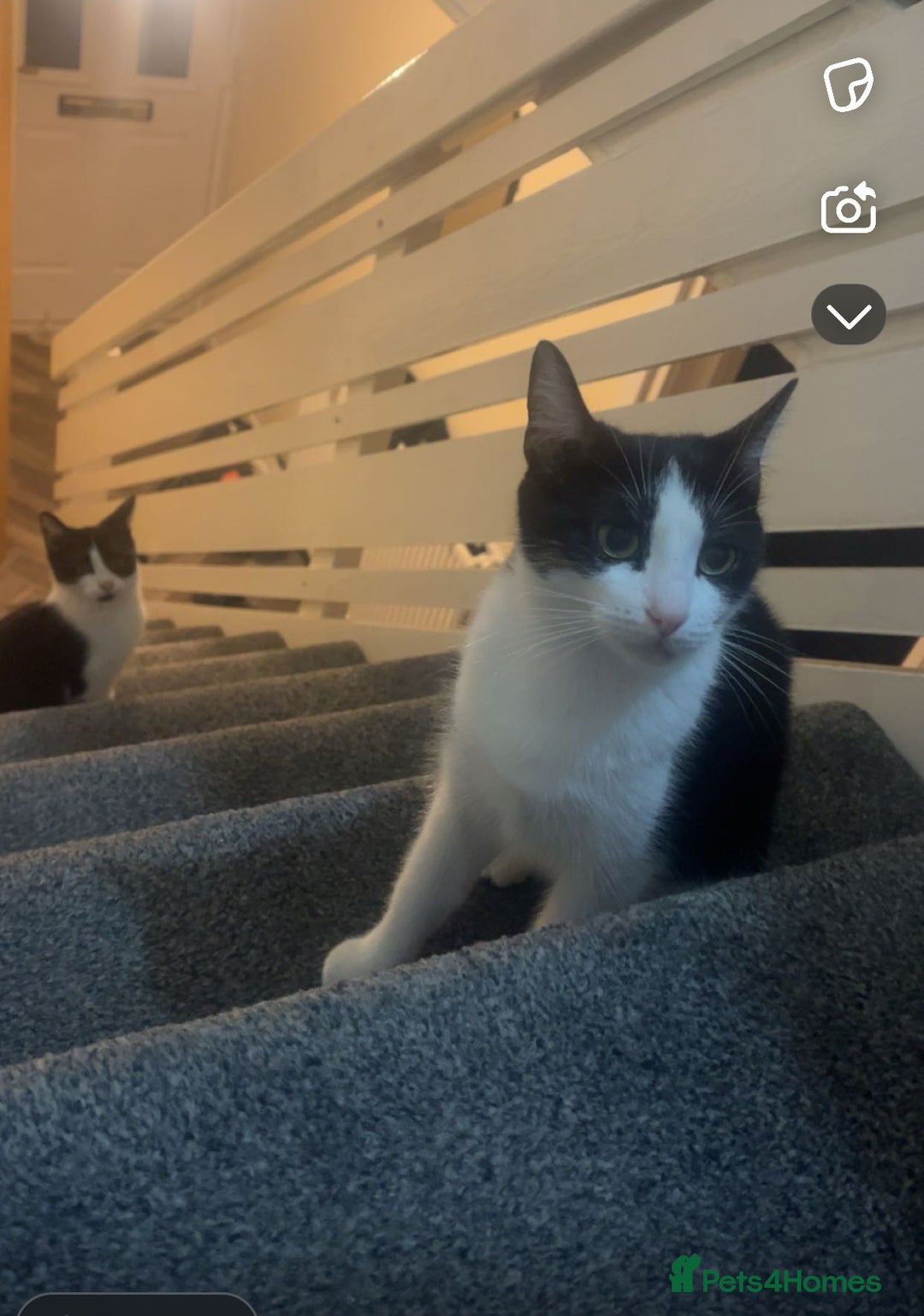 Mixed Breed cats for sale: 1x Black&white female, 1x full black male  - Image 8