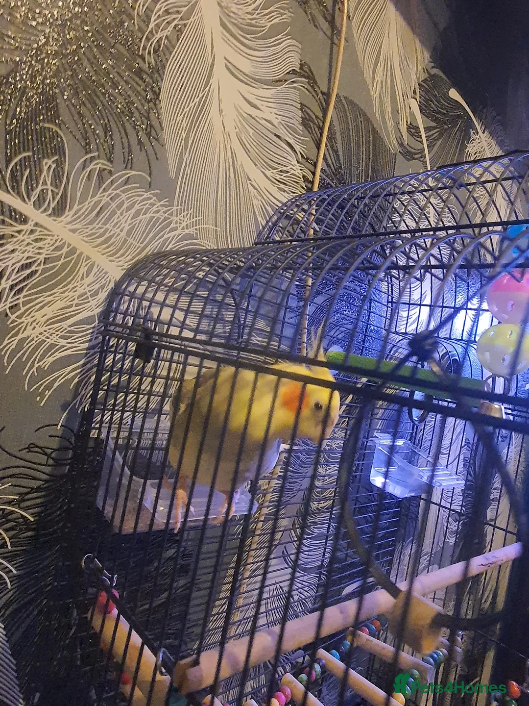 Cockatiels birds for sale: Male cockatiel  - Advert 3