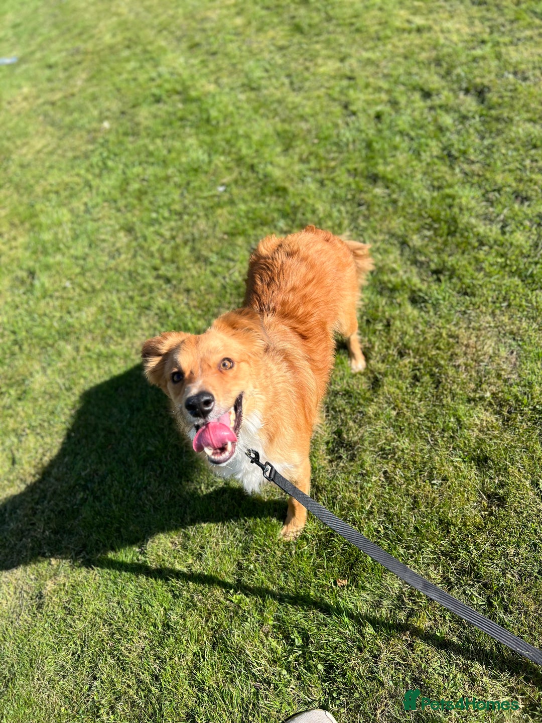 Border Collie dogs for sale: Cooper & Peach  - Image 8