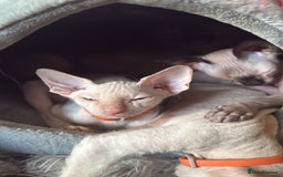 Sphynx cats for sale: Sphynx girls beautiful loving babies - Image 13