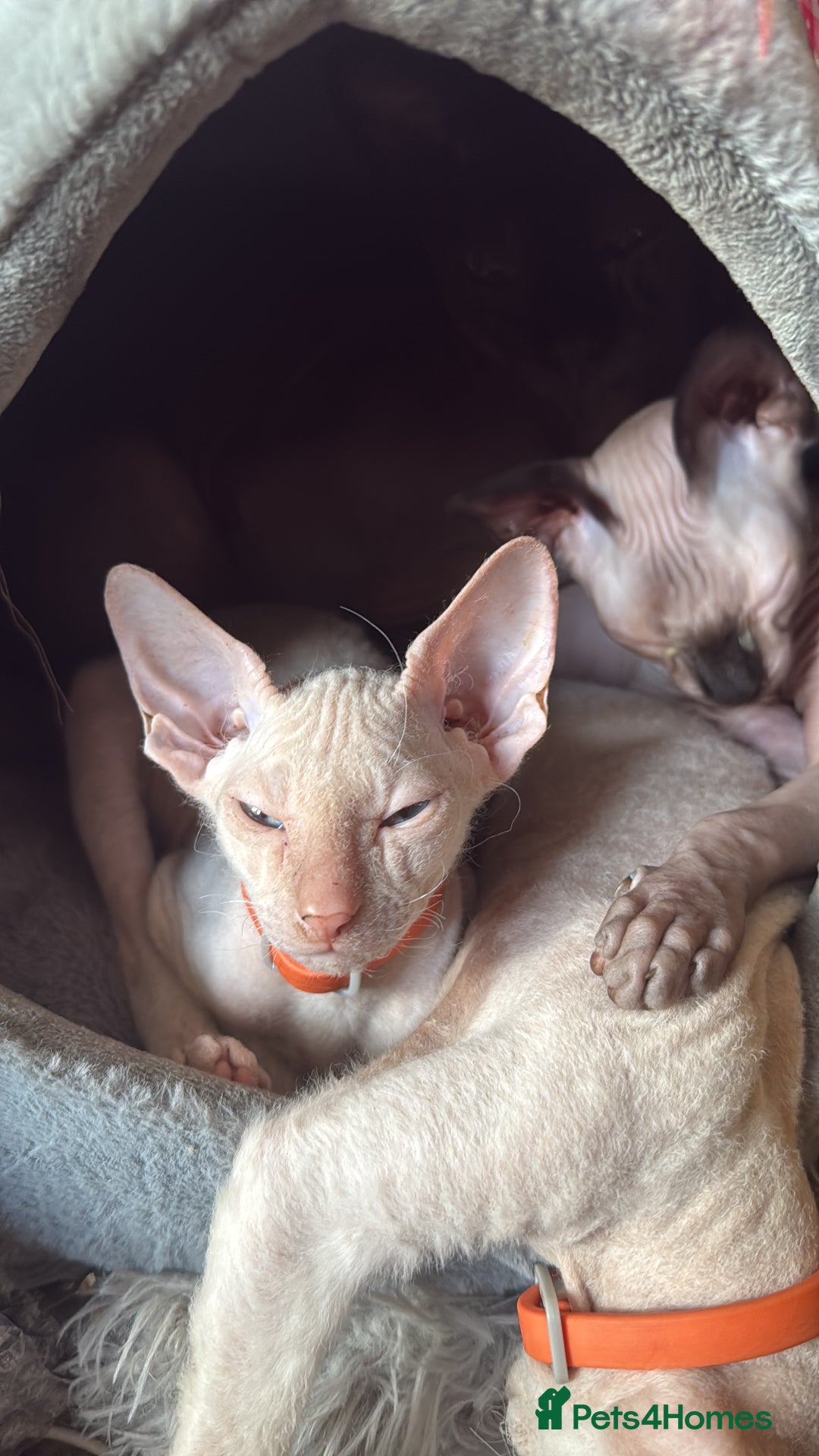 Sphynx cats for sale: Sphynx girls beautiful loving babies - Image 13