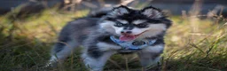 Pomsky dogs for sale: 3.5mnth old Ivy is looking for her special someone - Advert 6