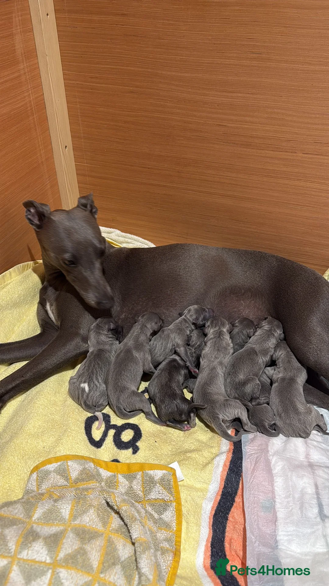 Whippet dogs for stud: Proven KC registered blue whippet for stud in Doncaster - Advert 10