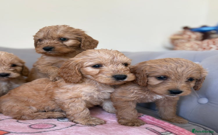 Cockapoo dogs - Advert 1