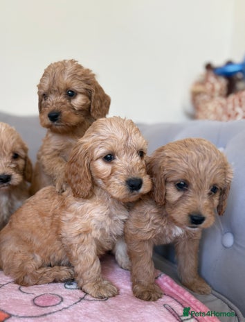 Cockapoo dogs - Advert 14