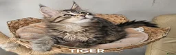 Maine Coon cats for sale: Large Maine Coon kittens regd European bloodline  - Advert 6