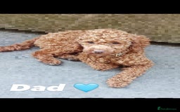 Poodle dogs for sale: Two adorable boys  - Image 8