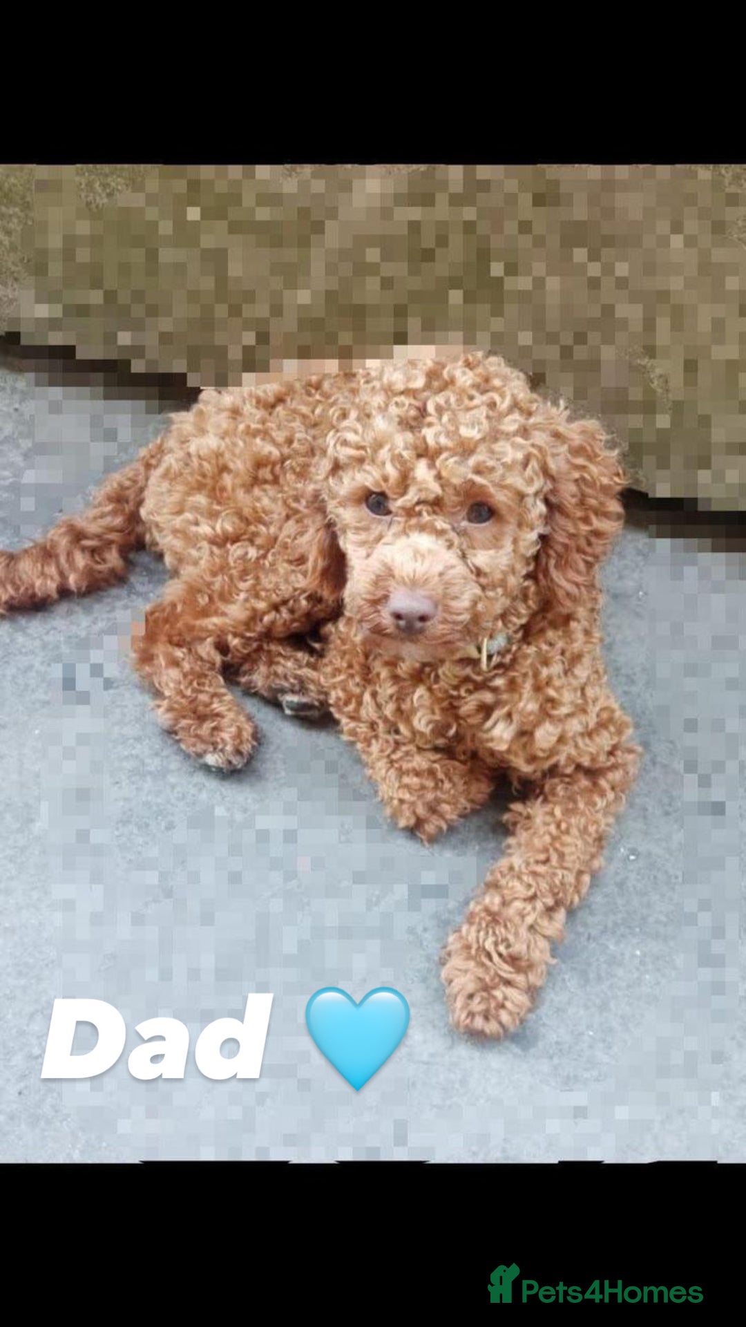 Poodle dogs for sale: Two adorable boys  - Image 8
