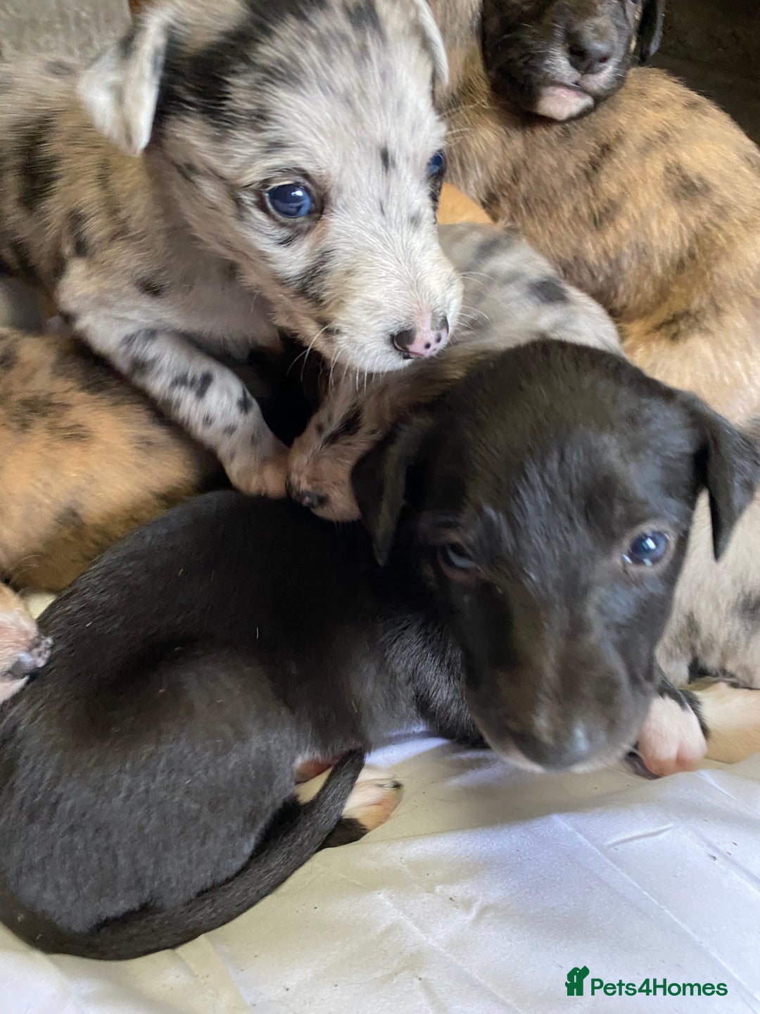 Mixed Breed dogs for sale: Deerhound greyhound collie puppies  - Image 5