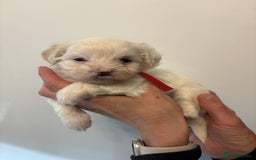 Maltipoo dogs for sale: 🤩 6 stunning Maltipoo puppies 🤩 - Image 7