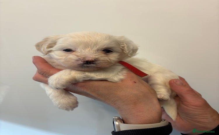 Maltipoo dogs - Advert 3