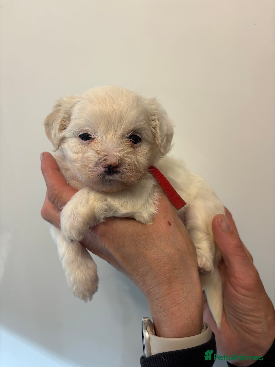 Maltipoo dogs for sale: 🤩 6 stunning Maltipoo puppies 🤩 - Image 7