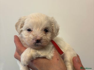 Maltipoo dogs - Advert 4