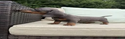 Miniature Dachshund dogs for sale: REDUCED STUNNING MINIATURE DACHSHUNDS - Advert 7