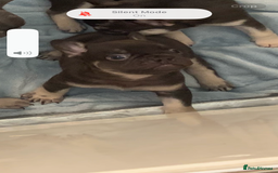 French Bulldog dogs for sale: KC LilacChocolate fully vaccinated health checked  - Image 8