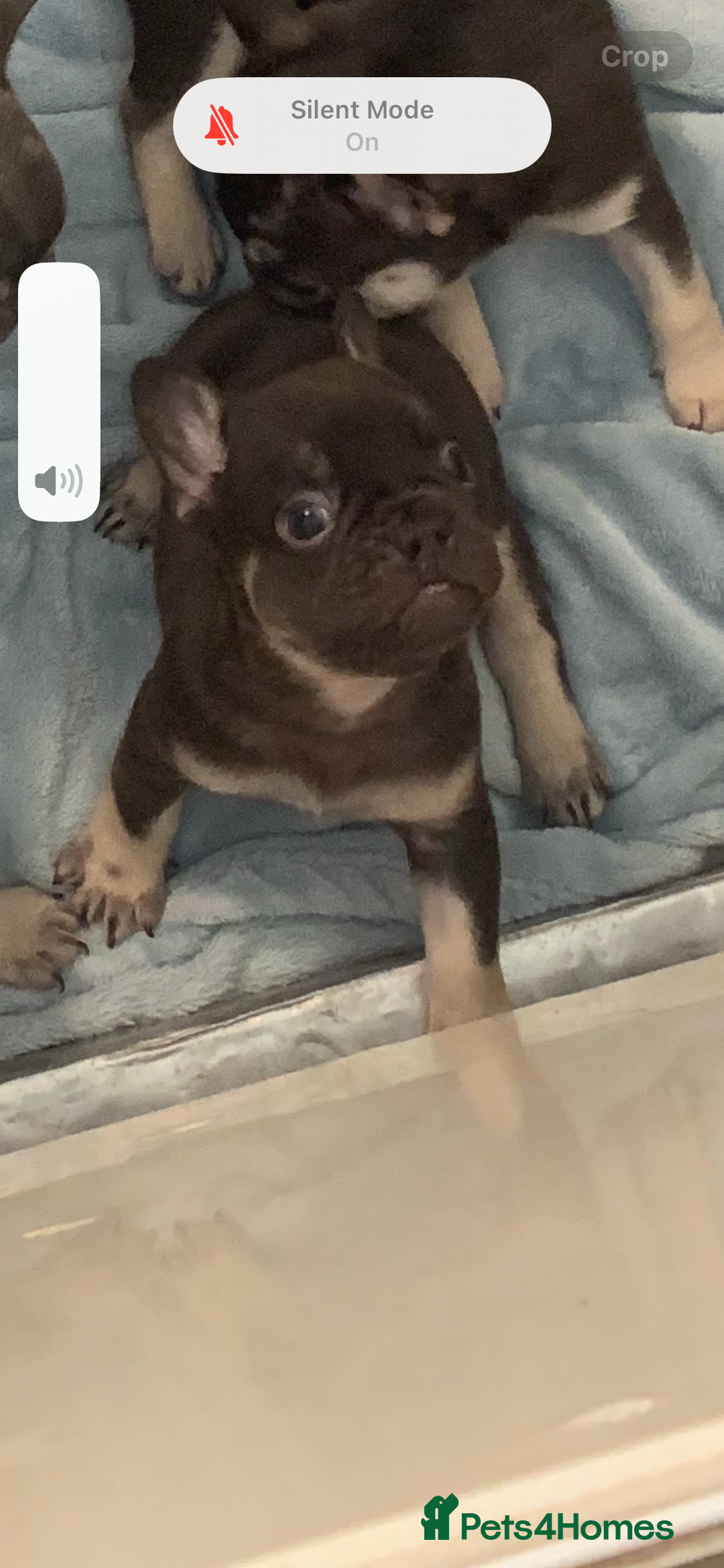 French Bulldog dogs for sale: KC LilacChocolate fully vaccinated health checked  - Image 8