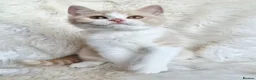 British Shorthair cats for sale: Gorgeous British shorthair kittens  - Advert 7