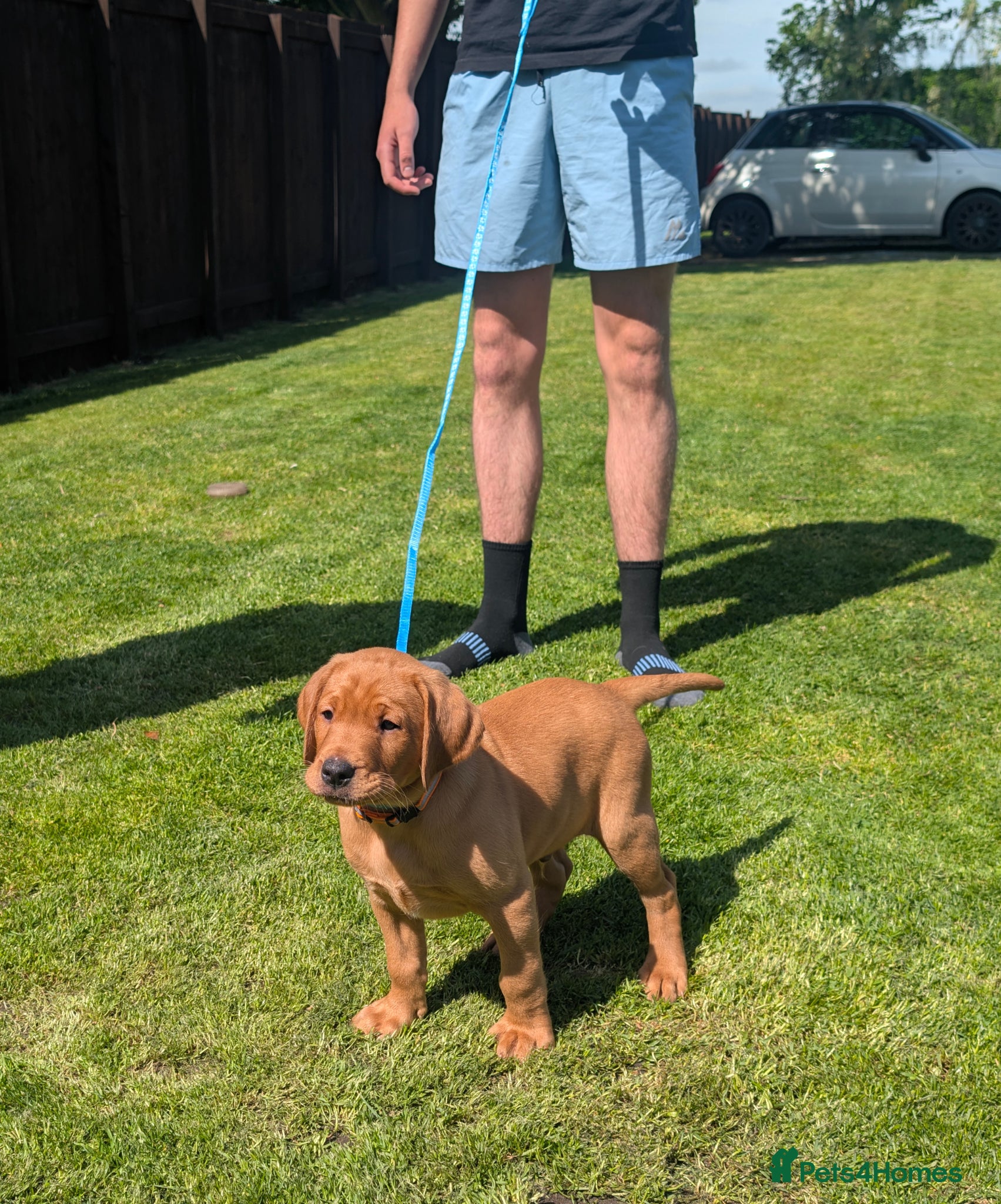 Labrador Retriever dogs KC Registered Fox Red Labrador Puppies READY NOW - Advert 18
