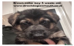 German Shepherd dogs for sale: German shepherd puppies  - Image 35