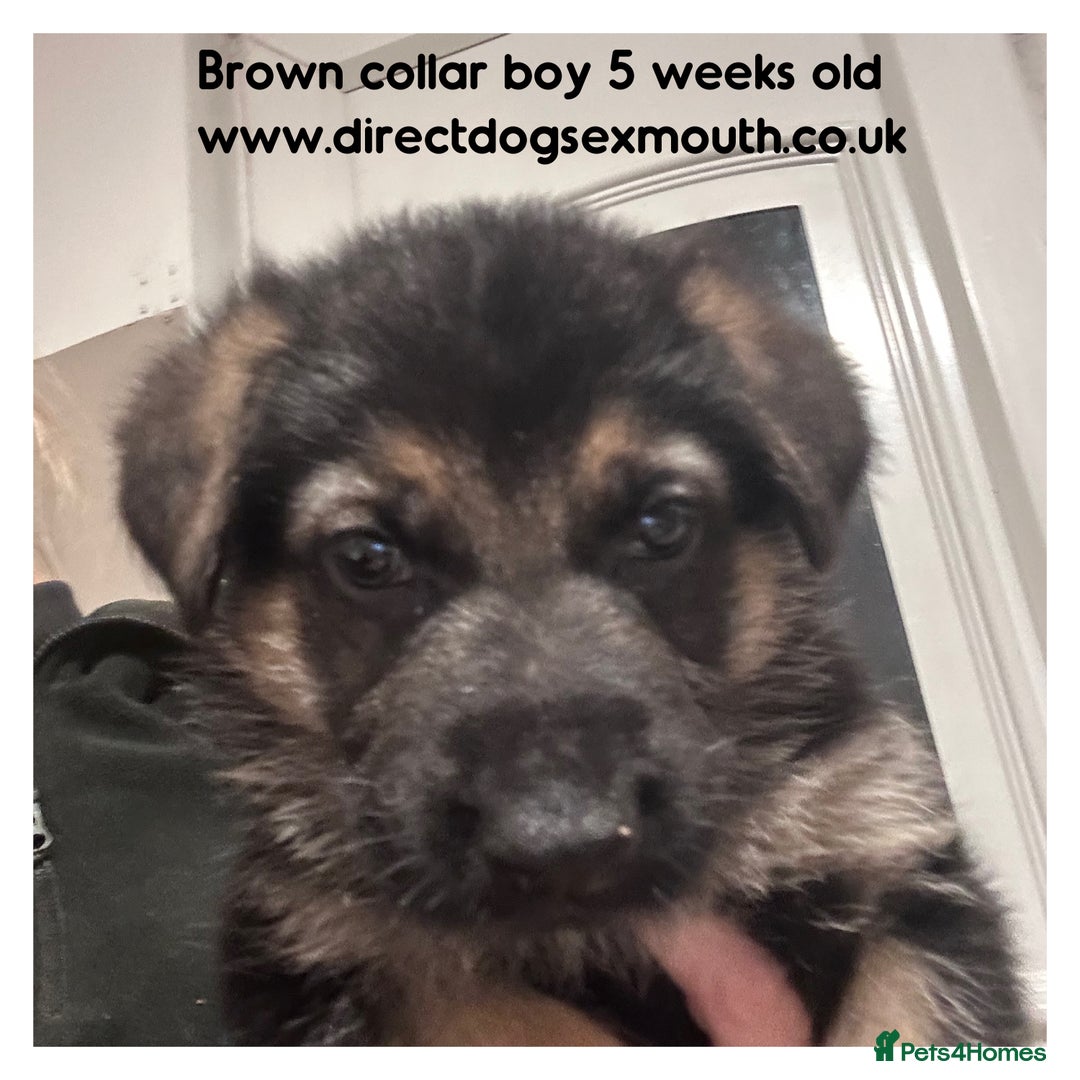 German Shepherd dogs for sale: German shepherd puppies  - Image 35