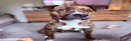 Mixed Breed dogs for sale: Looking for loving forever home  in Blandford Forum - Advert 3