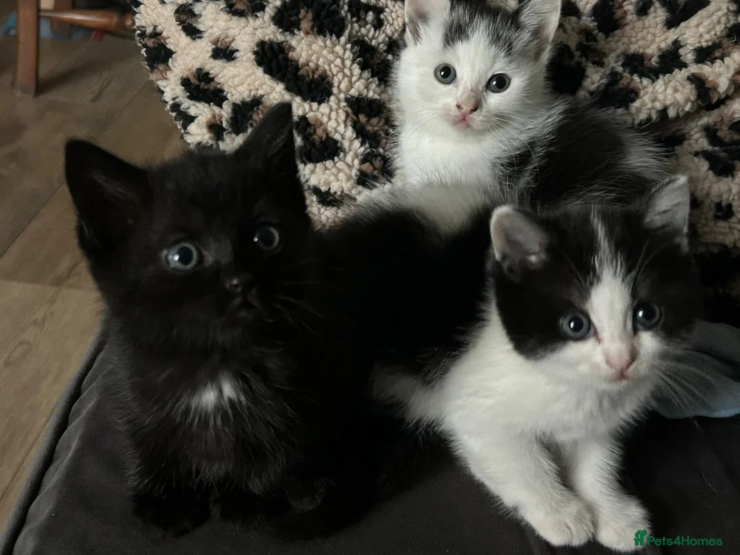 Mixed Breed cats for sale: 4 beautiful half ragdoll kittens - Advert 4