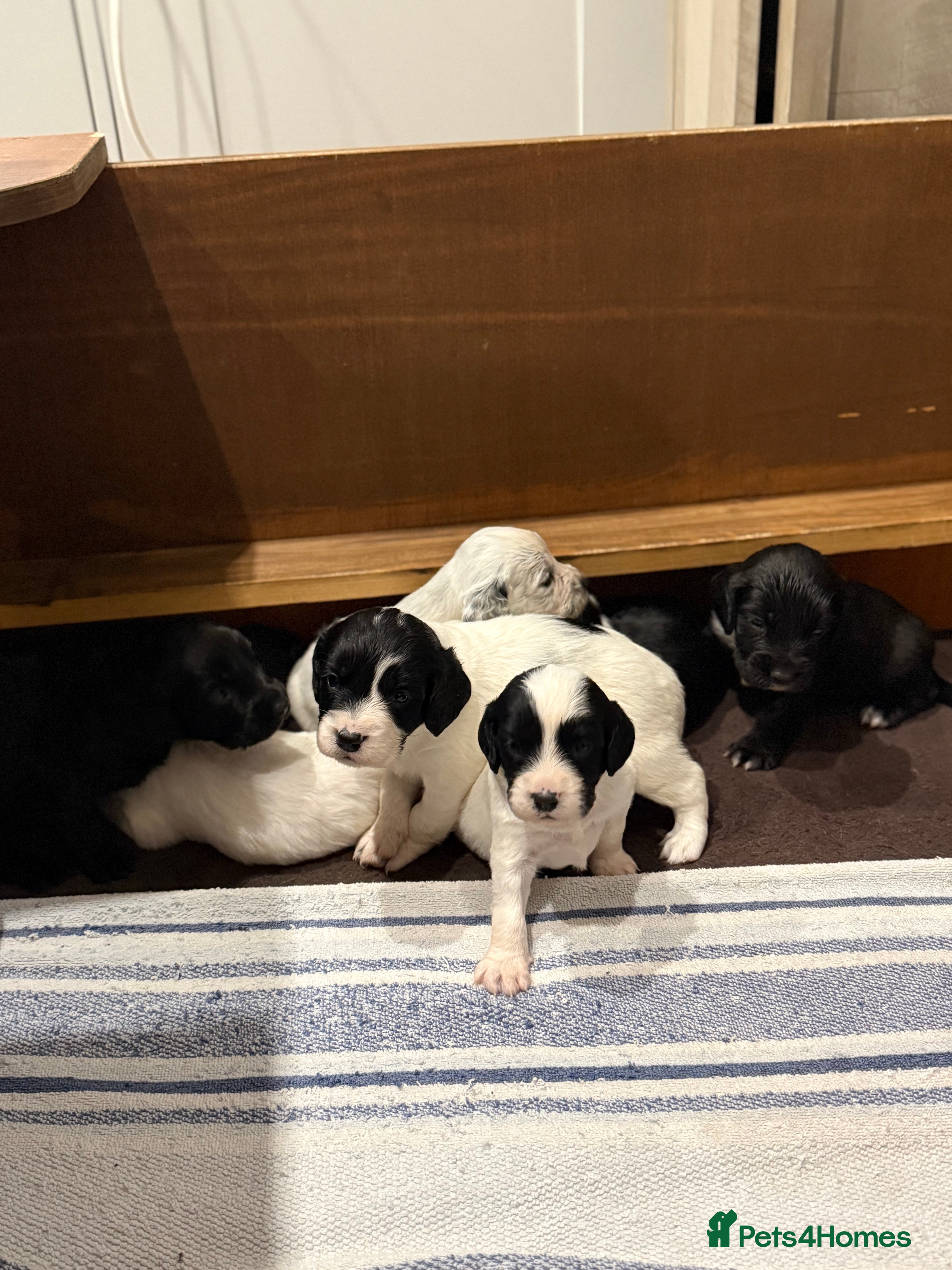 Sprocker dogs Sprocker puppies for sale 🐶  - Advert 16